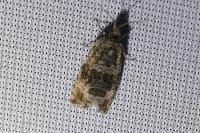 Celypha lacunana