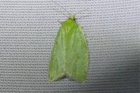 Tortrix viridana