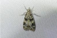 Eudonia delunella
