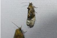 Hedya nubiferana