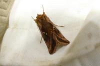 Autographa jota