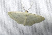 Idaea subsericeata