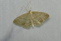Idaea macilentaria