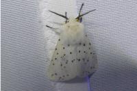 Spilosoma lubricipeda