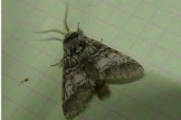 Drymonia ruficornis