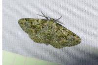 Cleorodes lichenaria