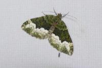 Euphyia biangulata