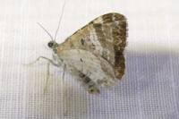 Epirrhoe alternata