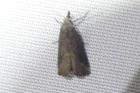 Schrankia costaestrigalis