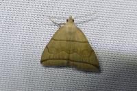 Herminia grisealis