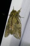 Peridea anceps