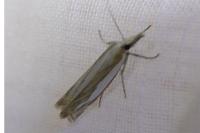 Crambus pascuella