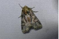 Oligia latruncula/strigilis/versicolor