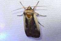 Ochropleura plecta