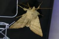 Charanyca trigrammica