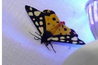 Arctia villica