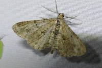Peribatodes rhomboidaria