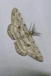 Hypomecis roboraria