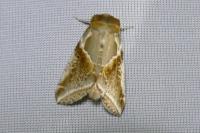 Habrosyne pyritoides