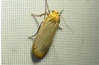 Katha depressa