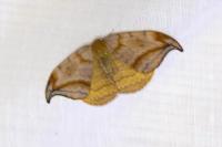 Drepana curvatula