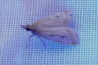 Eudonia pallida
