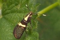 Dasycera oliviella