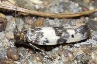 Enolmis acanthella