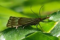 Chrysocrambus linetella