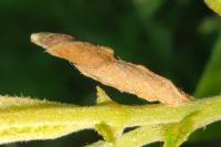 Coleophora lusciniaepennella