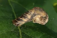 Coleophora ibipennella