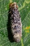 Coleophora ibipennella