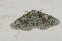 Cleorodes lichenaria