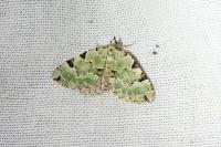 Colostygia pectinataria