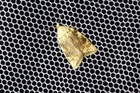 Aleimma loeflingiana
