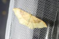 Idaea degeneraria