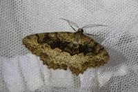 Alcis repandata