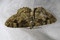 Alcis repandata