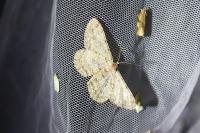 Hypomecis punctinalis