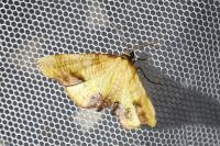 Plagodis dolabraria