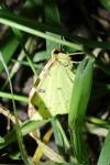 Opisthograptis luteolata
