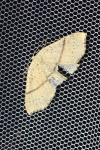 Cyclophora punctaria