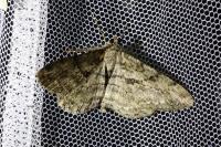 Peribatodes rhomboidaria
