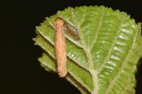 Coleophora serratella