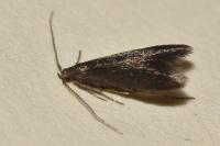 Coleophora serratella