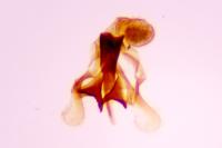 Coleophora serratella