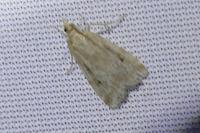 Eudonia pallida