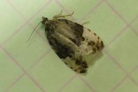 Hedya pruniana