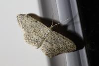 Idaea seriata