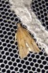 Bactra